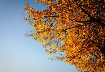 Herbstbaum