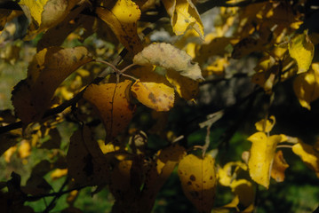 Yellow autumn leaves background