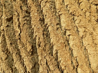 Tree bark texture