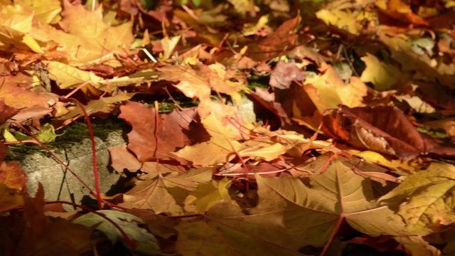 Herbst Laub liegt auf dem Boden und f&auml;llt vom Baum