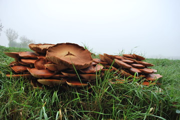 Autumn mushrooms © dagabu