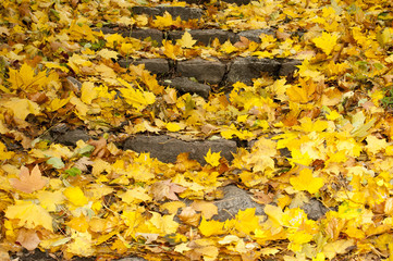 autumn leaves on stairs
