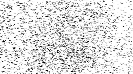 A flock of flying birds forms the grave crosses - part of timelapse, stop motion, gif animation