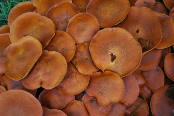 Mushroom hats