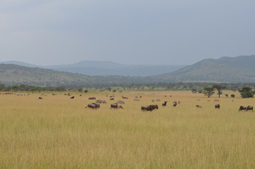Fototapeta na wymiar gnu durante la migrazione nei parco nazionale del serengeti in tanzania