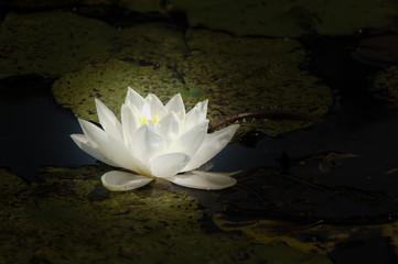 Wasserlilie © agrus