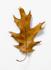 Oak Leaf on White Background