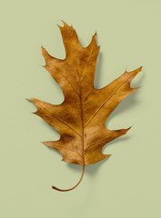 Naklejka premium Oak Leaf on Colored Background