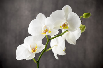 Orchidée blanche sur fond gris.
