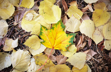 Autumn leaves on the ground and one beautiful maple leaf in the