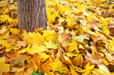 Autumn colourful leaves on the ground and tree trunk. Outdoor.