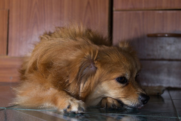 Lazy dog