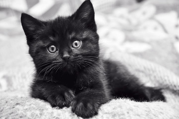 Black kitten