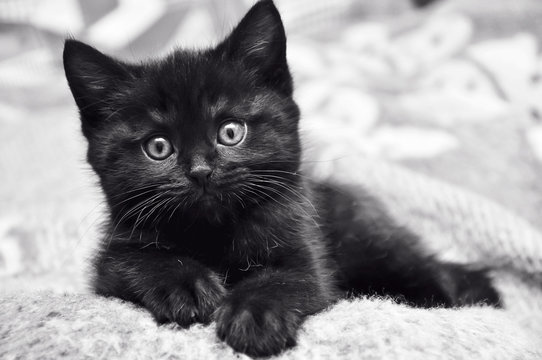 Black Kitten Images – Browse 614,911 Stock Photos, Vectors, and Video