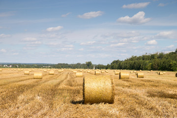 Fototapeta premium Mown wheat and straw 