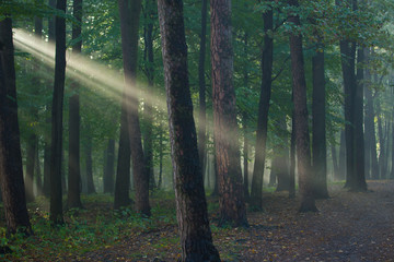 Fototapeta premium beams of light in the morning forest
