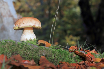 porcni mushroom