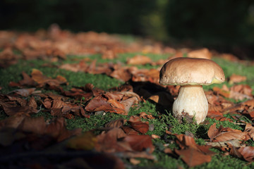 porcni mushroom