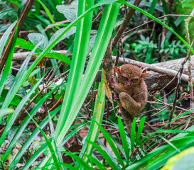 Tarsier in the jungle