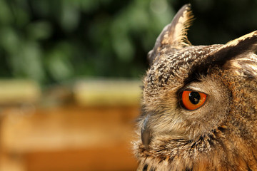 Owl head with orange eye looking into the distance
