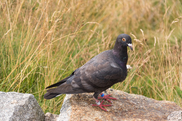 Pigeon in the mountains