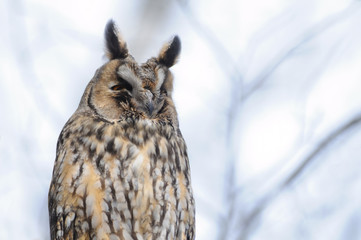 Spring portrait of Long-eared Owl