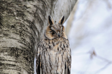 Portrait of Long-eared Owl near birch-tree
