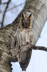 Long-eared Owl at birch-tree in spring