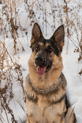 German shepherd in the snow 
