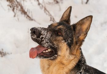German shepherd in the snow 