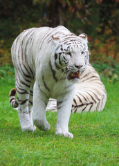 Naklejka na ściany i meble weißer Tiger