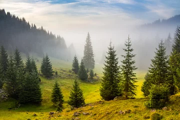 Zelfklevend Fotobehang fir trees on meadow between hillsides in fog before sunrise © Pellinni