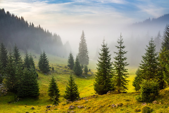 Fototapeta fir trees on meadow between hillsides in fog before sunrise
