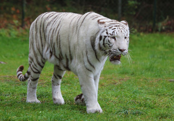 Plakat weißer Tiger