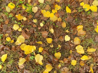 Yellow leaves on meadow in autumn