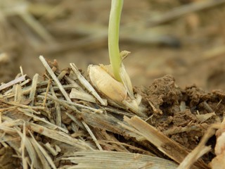 Sprouted barley grain