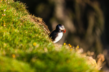 Atlantic puffin in Western Iceland