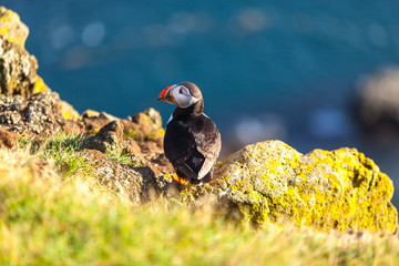 Atlantic puffin in Western Iceland