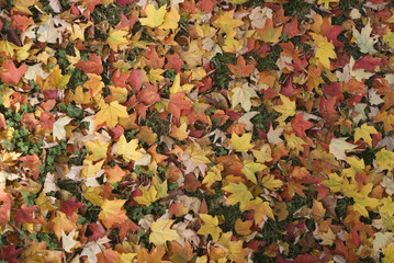 herbslaub/ bunte Blätter unter einem Ahornbaum