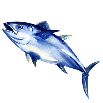 Bluefin Tuna Fresh Isolated On White 