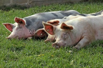 Drei schlafende Weideschweine
