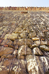 Ancient wall with crepeer plant