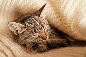 Sleeping kitten