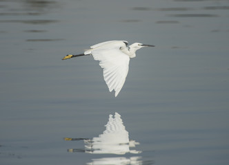 Little egret in flight over water