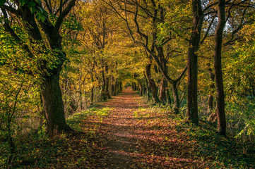 Eindrucksvolle Stimmung in Allee