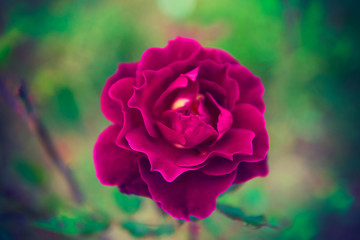 Fototapeta na wymiar Beautiful Vintage Velvet Rose