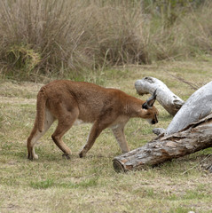 Caracal an African wild cat Caracal caracal