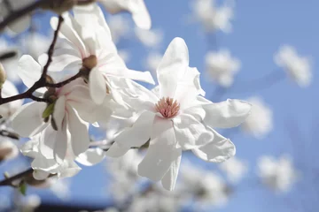 Photo sur Plexiglas Magnolia в краю магнолий