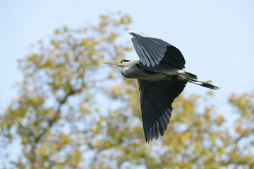 Grey Heron, Ardea cinerea