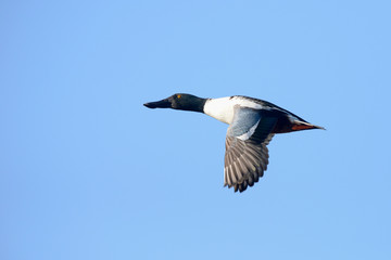 Northern Shoveler, Shoveler, Anas clypeata